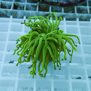 Bright green sea anemone with long slender tentacles spread out on a white grid surface in an aquarium setting