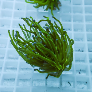 Close-up of a bright green coral fragment with finger-like branches and blue tips on a white grid.