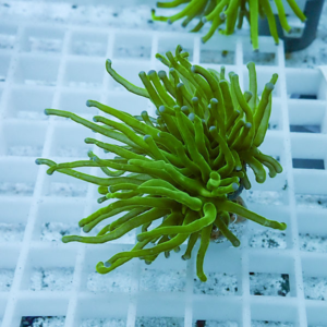 Close-up of a bright green branching coral frag with long finger-like polyps on a white grid in an aquarium.