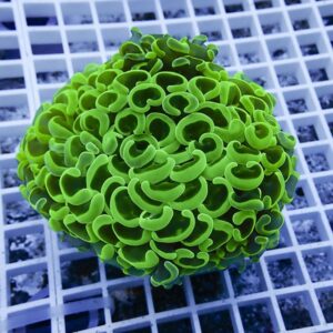 Bright neon-green coral colony with many curled polyps resting on a white grid background (aquarium coral).
