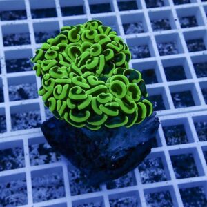 Bright green coral colony on a dark rock resting on a white grid aquarium rack, close-up view.
