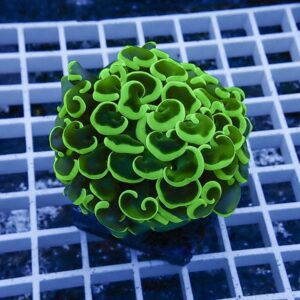 Fluorescent green coral with frilly, curling polyps on a grid background.