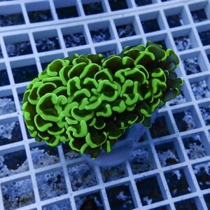 Fluorescent green brain coral frag on a small plug resting on a grid-style aquarium rack.