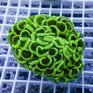 Bright neon-green brain coral fragment with rounded polyps on a white grid background