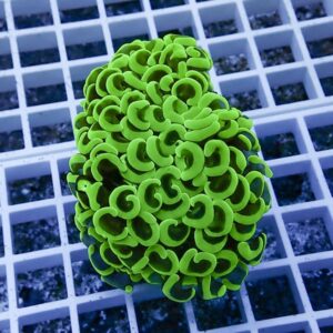 Bright green brain coral sculpture with curly ridges resting on a white grid background.