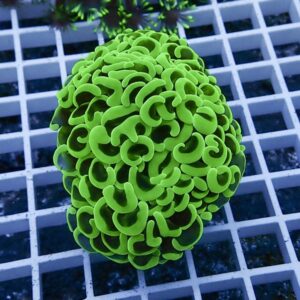 Neon-green zoanthid coral colony with many cup-shaped polyps on a white grid rack in an aquarium field of view (close-up).