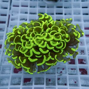 Neon green, ruffled coral fragment on a white frag rack in an aquarium setting