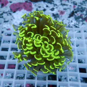 Neon yellow-green coral frag with ruffled, finger-like polyps on a white grid in an aquarium setting.