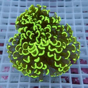 Bright neon-green coral with numerous curly polyps on a light grid background.