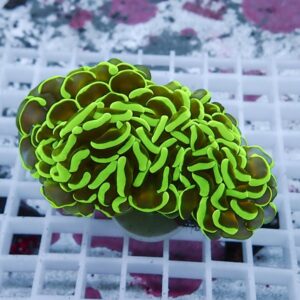 Neon green and brown zoanthid coral colony with bright lime edges on a white aquarium rack surface.