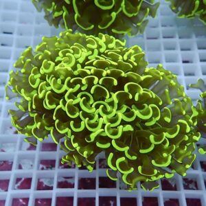 Close-up of neon-green coral polyps with frilly, ruffled edges resting on a white grid frag rack.