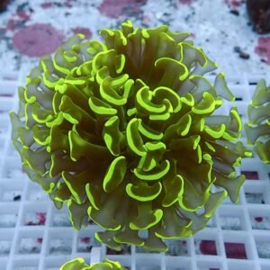 Close-up of a neon yellow-green ruffled coral/sea anemone resting on a white grid.