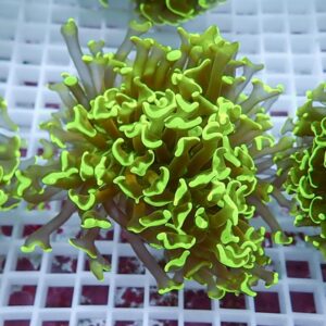 Bright green coral frag mounted on a white grid rack in a reef aquaculture setup.