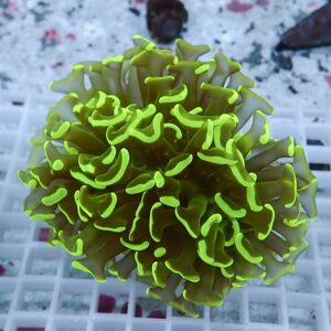Close-up of a fluorescent lime-green coral frag with ruffled polyps on a white grid rack.
