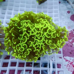 Bright green hammer coral with curly tentacles resting on a white frag grid in an aquarium as a reef tank frag photo.
