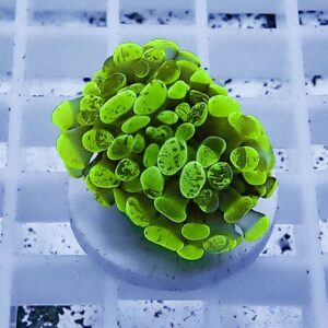 Bright green succulent with rounded leaves arranged in a dense cluster in a small pot on a light grid background.