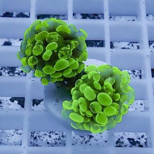 Two neon-green zoanthid coral fragments attached to a small plug on a white frag rack.