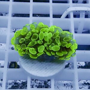 Neon green succulent in a small white pot on a white grid surface.