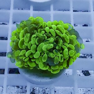 Bright neon-green coral fragment with numerous small rounded polyps forming a dense cluster on a plug.