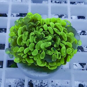 Neon-green succulent with many small rounded leaves forming a dense rosette on a white grid background.
