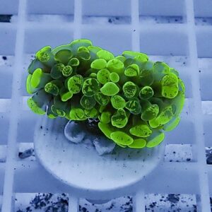 Neon-green zoanthid coral colony on a white circular plug in a grid-lined setup (aquarium context).