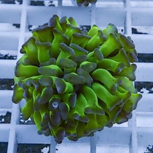 Lime-green coral fragment with purple-tinted edges resting on a white frag rack in an aquarium scene.