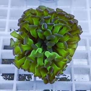 Bright green, ruffled coral fragment resting on a white grid rack in an aquarium setup