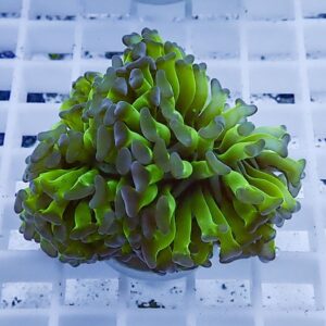 Close-up of a fluorescent green coral frag with frilly tentacles on a white grid background (reef aquarium).