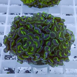 Carpet coral fragment with neon-green edges resting on a white frag rack.