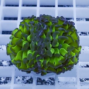 Neon green zoanthid coral frag with purple-tipped polyps on a white grid rack in an aquarium