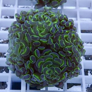 Close-up of a neon-green edged coral polyp head resting on a white grid rack.