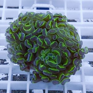 Close-up of a neon green and purple coral colony with ruffled cup-shaped polyps on a white grid surface.