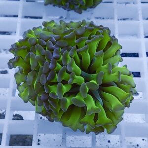 Close-up of a bright green coral frag with purple-tipped, finger-like polyps resting on a white grid rack.