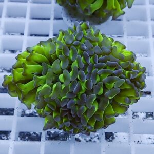 Close-up of a vivid green coral frag with purple tips resting on a white grid frag rack, viewed from above.