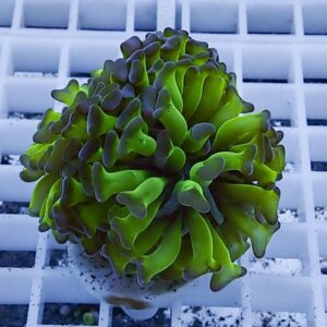 Close-up of a bright green, frilly coral fragment mounted on a plug resting on a white grid rack.