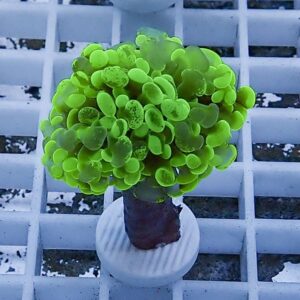 Bright green succulent with rounded leaves forming a ball on a short stem in a white pot on a white grid surface.