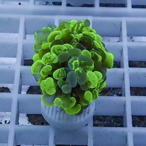 Bright green succulent in a small white pot on a white grid table surface.