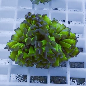 Bright green coral fragment with purple-tinted tips resting on a white frag rack.