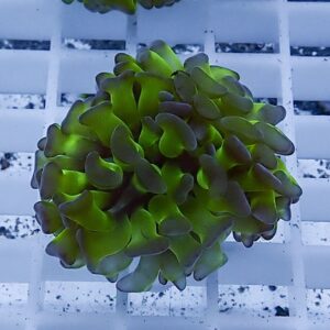 Close-up of a bright green succulent with rounded, fleshy leaves arranged in a tight rosette on a white grid.