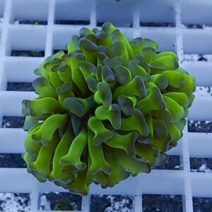 Bright green coral-like marine invertebrate with ruffled, tentacle-like lobes resting on a white grid aquarium rack.