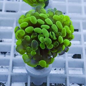 Bright green succulent with rounded leaves in a small white pot on a grid surface