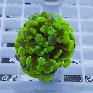 Bright green zoanthid coral colony with bubbly polyps on a plug, resting on a white grid rack.