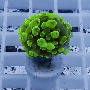 Bright fluorescent green coral fragment with many bulbous polyps on a small plug atop a white grid, under blue lighting.