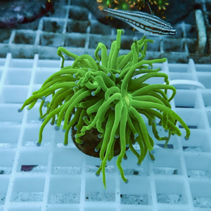 Neon green sea anemone-like coral with long, wavy tentacles on a plug in a reef tank.