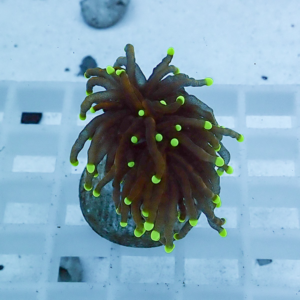 Brown torch coral with bright neon green tip-tuls on a frag plug in a saltwater aquarium layt grid backdrop