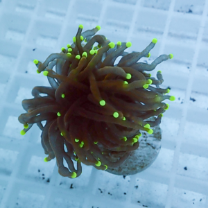Brown coral fragment with neon green-tipped tentacles mounted on a plug against a grid background in an aquarium setting.