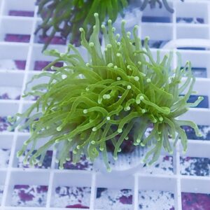 Green coral frag with long, slender tentacles resting on a white frag rack in a saltwater aquarium display.