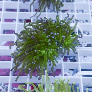 Green, fuzzy coral or anemone with long wavy tentacles on a white grid rack, likely a frag in an aquarium setup