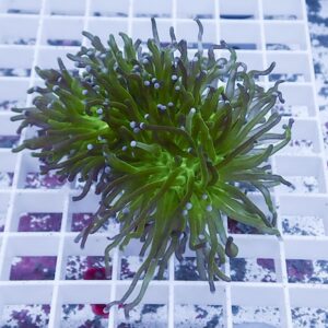 Bright green sea anemone-like coral fragment sitting on a white grid rack.