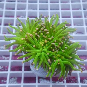 Bright green coral fragment with many finger-like polyps on a plug, against a white grid background.